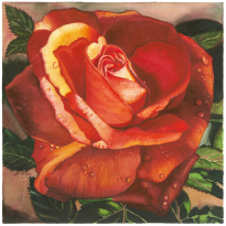Deep Rose